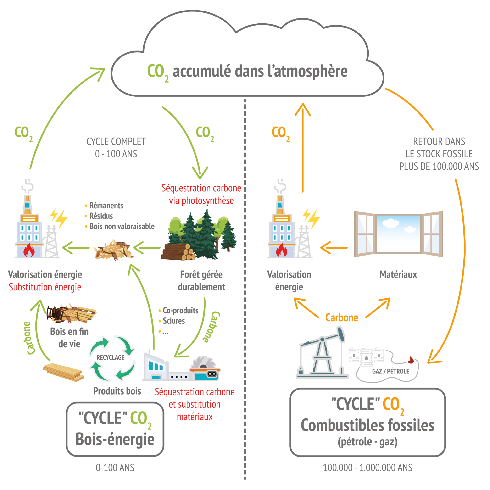 schéma du cycle du carbone bois 